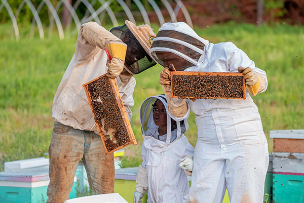 Two beekeepers and a child wearing beekeeping uniforms inspect two combs of honey covered in bees